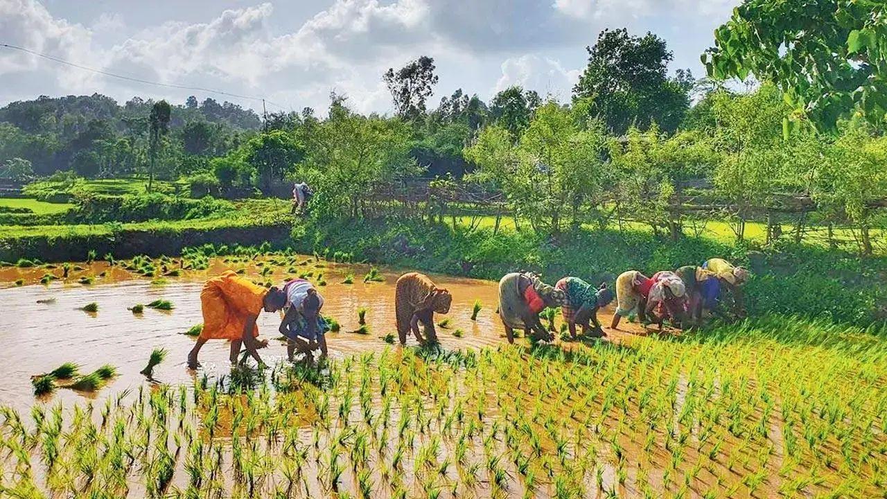 Manipur: 83 acres of illegal poppy plantation destroyed in Senapati and Ukhrul